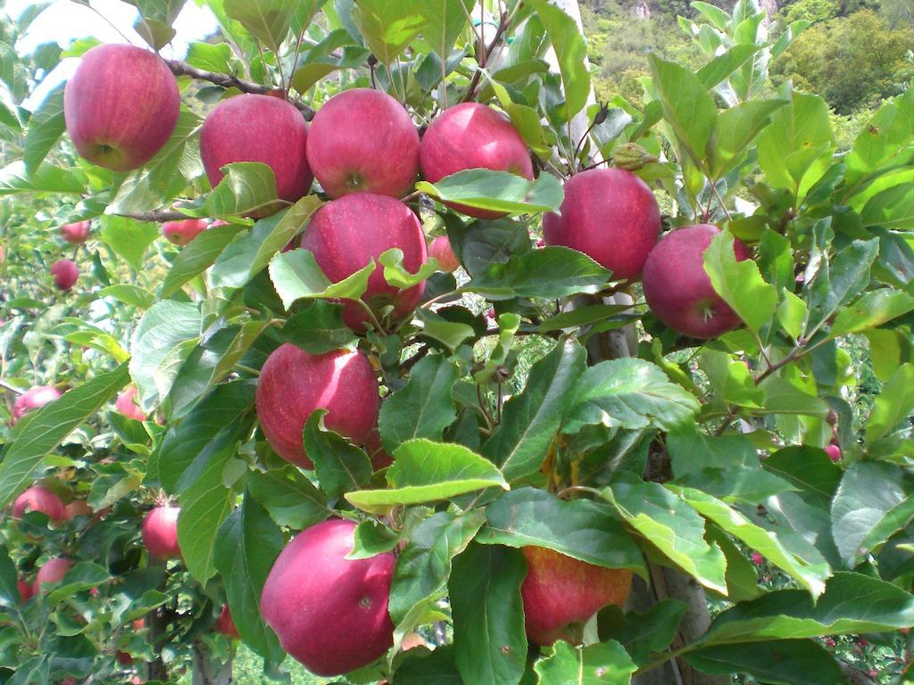 Schiedhof Βίλα Castelrotto Εξωτερικό φωτογραφία